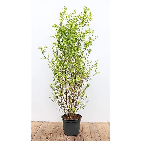 Ligustrum ovalifolium 'Aureum' 100-125 cm günstig online kaufen