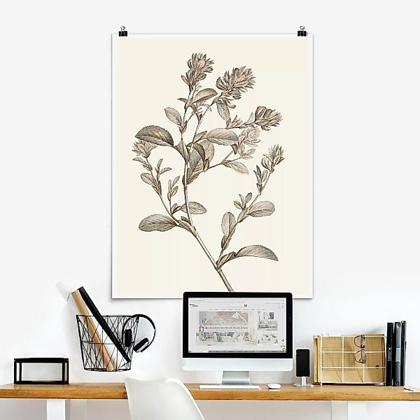 Poster Botanische Studie in Sepia I günstig online kaufen