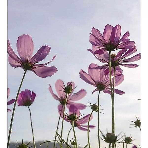 Fototapete COSMOS FLOWERS  | MS-3-0145 | Rosa | Digitaldruck auf Vliesträge günstig online kaufen
