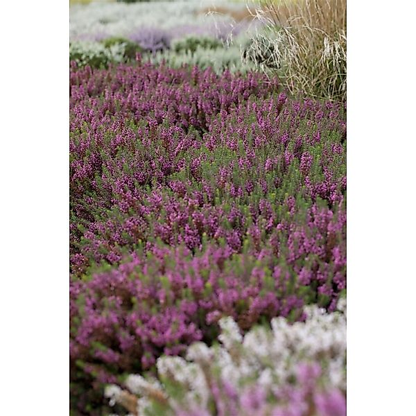 Erica Carnea March Seedling Schneeheide Rosa 15–20 cm günstig online kaufen