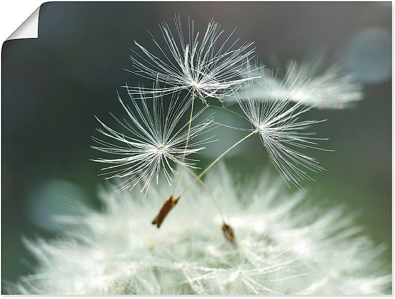 Artland Wandbild Pusteblume Facility, Blumen (1 günstig online kaufen