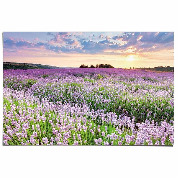 Reinders Poster "Lavendelfeld", Hobbyraum - Lila - 150 gr. Papier - Blumen günstig online kaufen