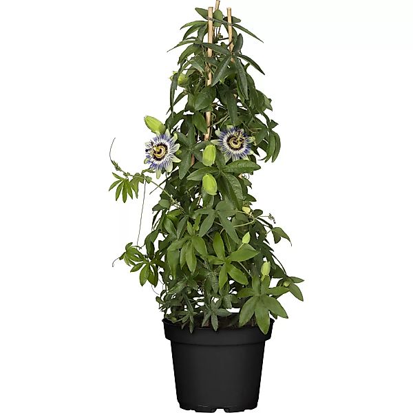 Passionsblume Blau-weiß Höhe ca. 40 - 60 cm Topf-Ø ca. 17 cm Passiflora cae günstig online kaufen