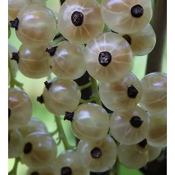 Hochstamm Weiße Johannisbeere Weiße Versailler 60-80cm - Ribes nigrum günstig online kaufen
