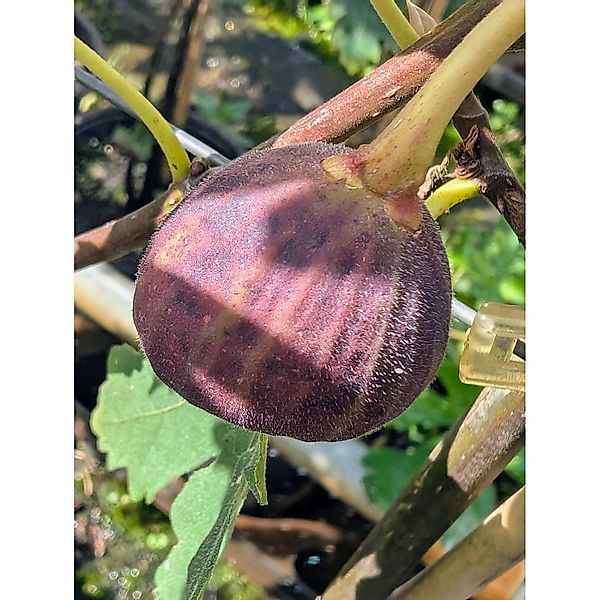 Feige Ice Crystal 60 - 80 cm Ficus carica günstig online kaufen