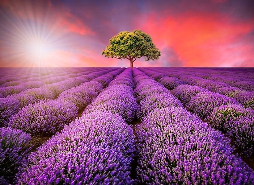 Papermoon Fototapete »Lavendel Field in Sunburst« glatt günstig online kaufen