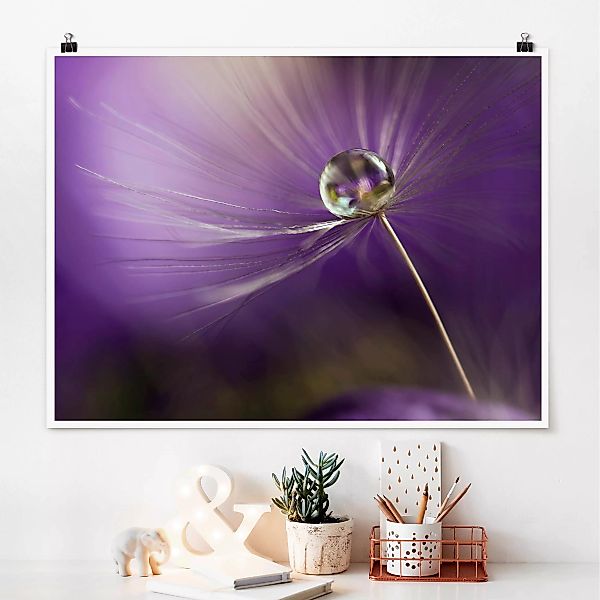 Poster Blumen - Querformat Pusteblume in Violett günstig online kaufen