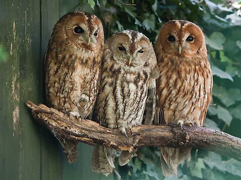Papermoon Fototapete »Tawny Owls« glatt günstig online kaufen