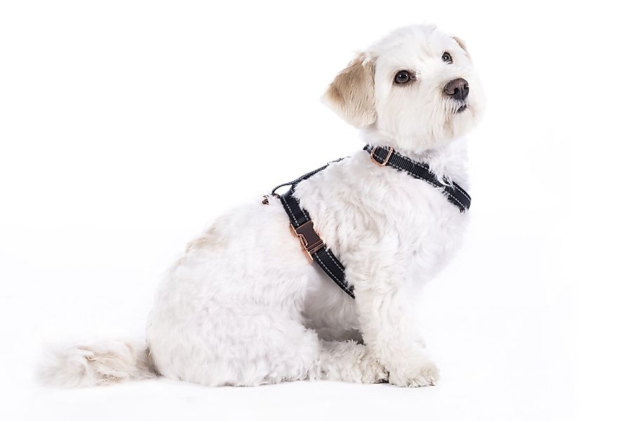 HKM Dogs Hunde-Geschirr Hundegeschirr -Anam Cara günstig online kaufen