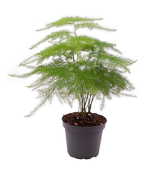 meinvipshop Zimmerpflanze Asparagus setaceus Plumosus 35cm Zimmerpflanze günstig online kaufen