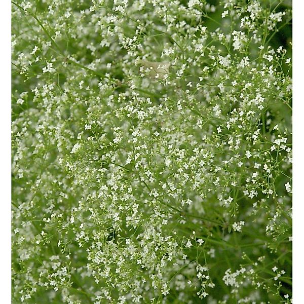 Wald-Labkraut - Galium sylvaticum günstig online kaufen