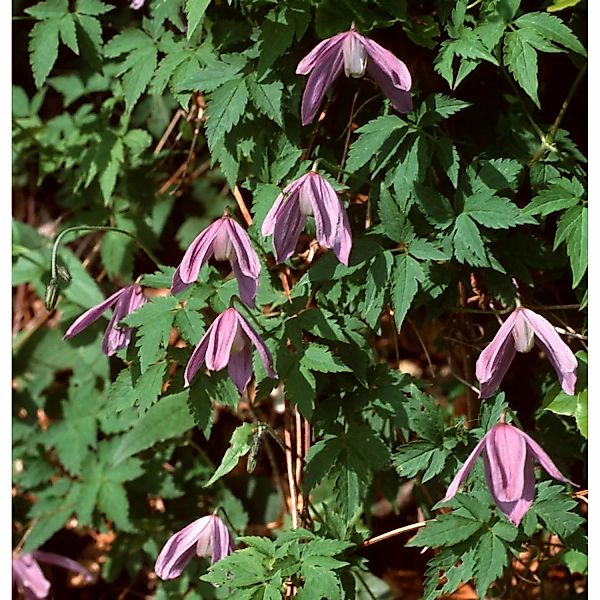 Waldrebe Propertius 40-60cm - Clematis koreana günstig online kaufen