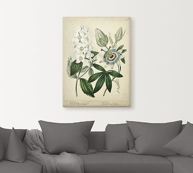 Artland Wandbild "Federnelke II", Blumen, (1 St.), als Leinwandbild, Poster günstig online kaufen