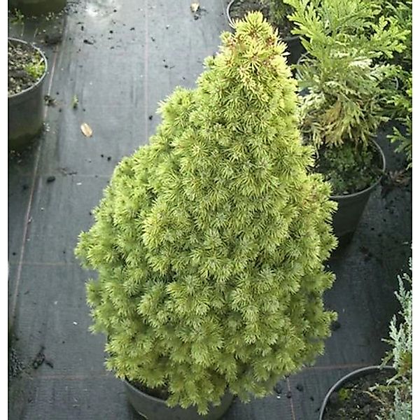 Zuckerhutfichte Rainbows End 30-40cm - Picea glauca günstig online kaufen