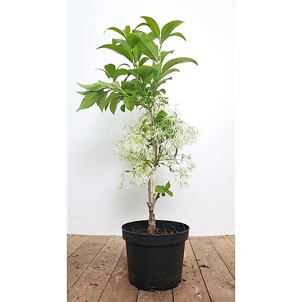 Chionanthus Virginicus Amerikanischer Schneeflockenstrauch 30–40 cm günstig online kaufen