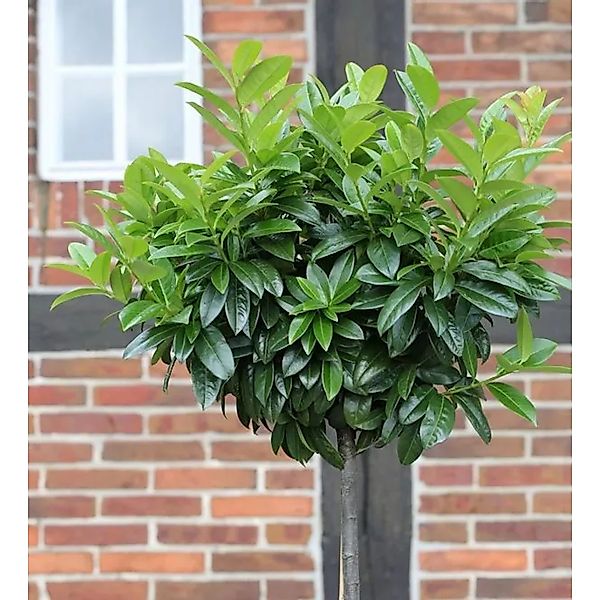 Hochstamm Lorbeerkirsche Etna 80-100cm - Prunus,aurocerasus günstig online kaufen