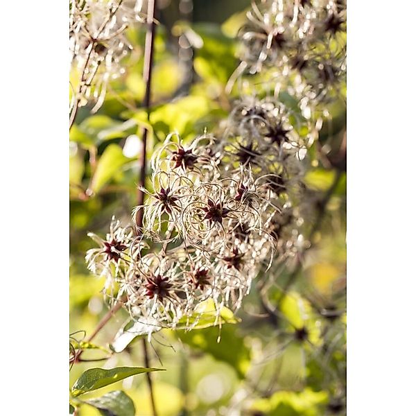 Clematis Tangutica Gelbe Blüten 80–100 cm günstig online kaufen