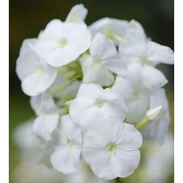 Hohe Flammenblume Rembrandt - Phlox paniculata günstig online kaufen
