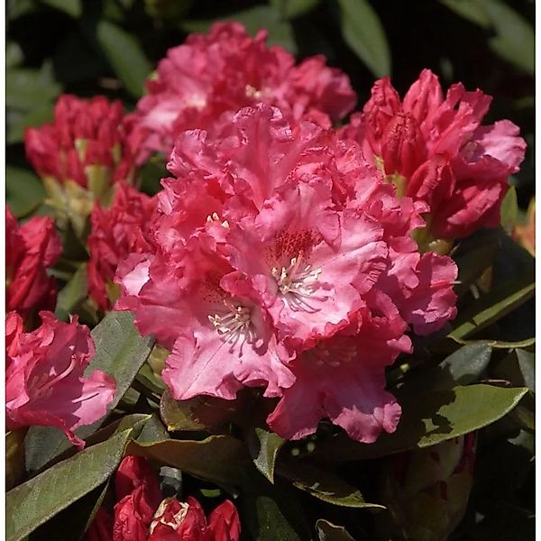 Rhododendron Tina Heinje 50-60cm - Alpenrose günstig online kaufen