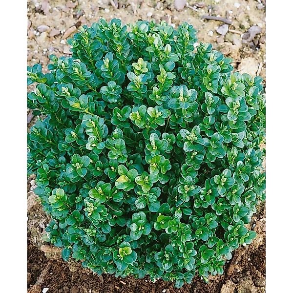 Buxus Sempervirens Ingrid Buchsbaum Kugel 55–60 cm günstig online kaufen