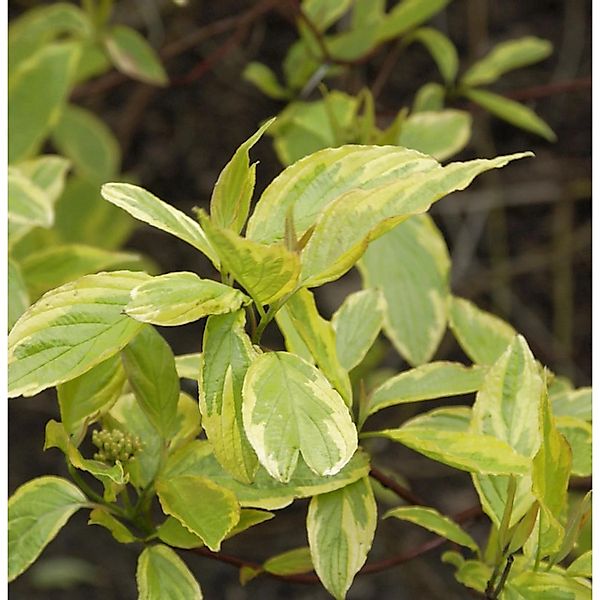 Hochstamm Hartriegel Miracle 100-125cm - Cornus alba günstig online kaufen