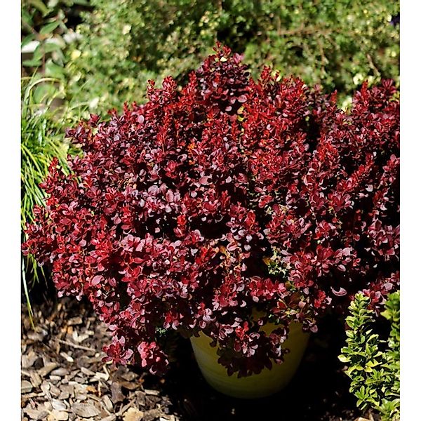 Beberitze Lutin Rouge 10-15cm - Berberis thunbergii günstig online kaufen