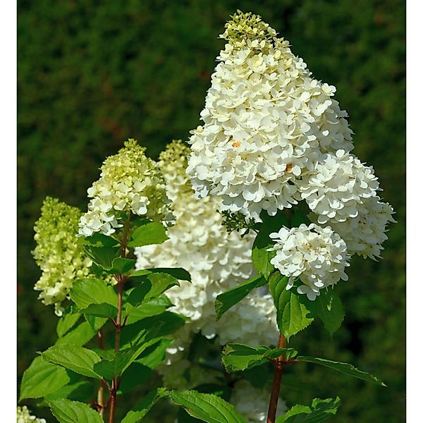 Rispenhortensie Hercules 80-100cm - Hydrangea paniculata günstig online kaufen