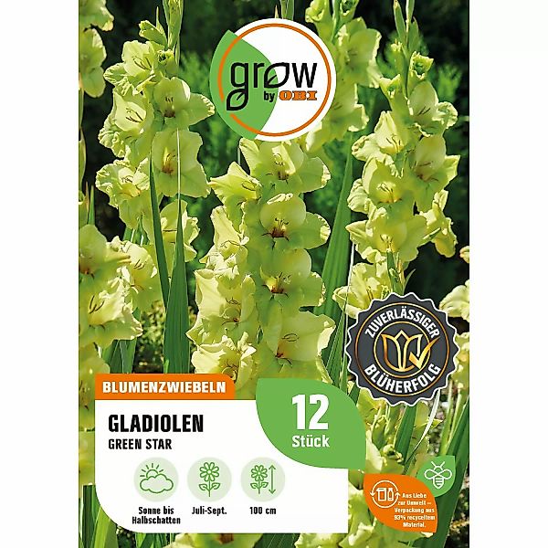 GROW by OBI Gladiole Green Star Höhe ca. 100 cm Gladiolus grandiflorus günstig online kaufen