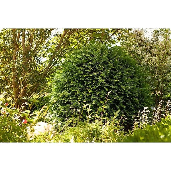 Taxus baccata 'Hessei' 100-125 cm günstig online kaufen