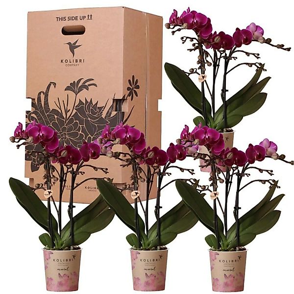 Kolibri Orchids Überraschungsbox Einfarbig Pflanzen Vorteilsbox mit 4 Versc günstig online kaufen