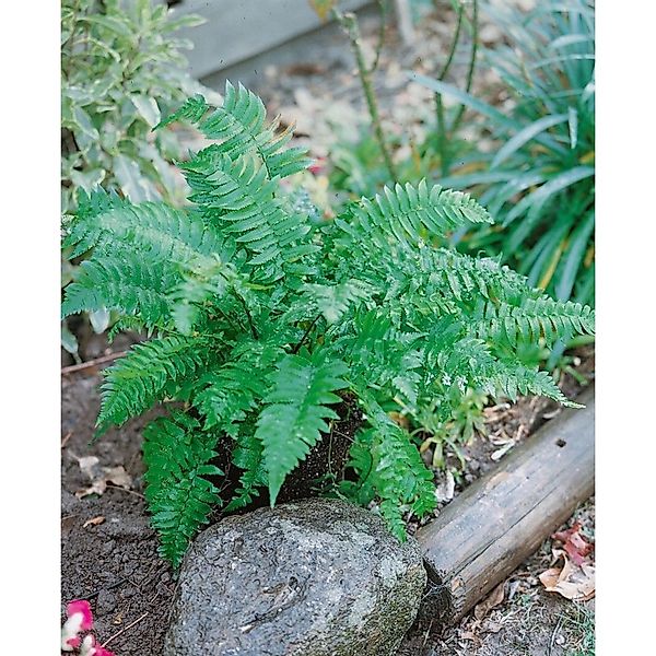 Dryopteris Atrata 2 Liter Container günstig online kaufen