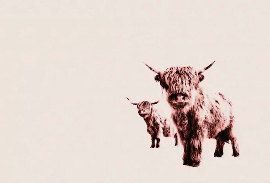 living walls Fototapete »ARTist Highland Cows«, Vlies, Wand, Schräge günstig online kaufen