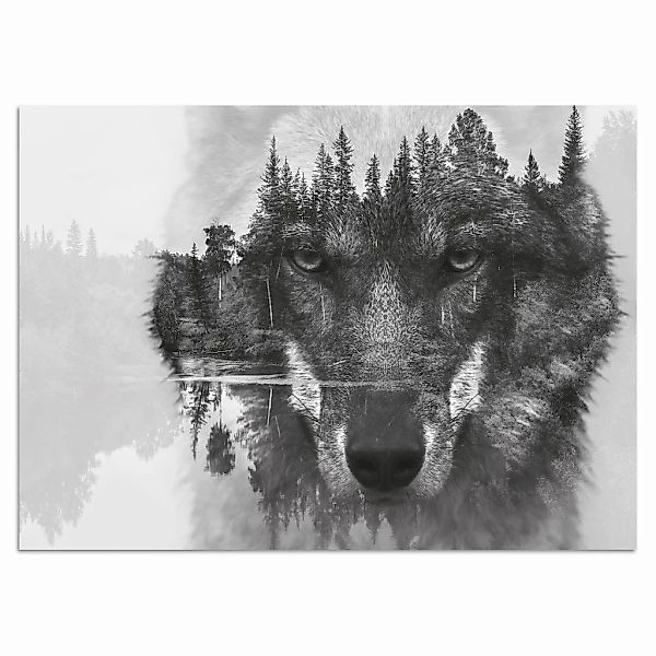 Home affaire Acrylglasbild "Wolf", Schwarz-Weiß-Tiere-Wolfbilder-Wildtiere- günstig online kaufen