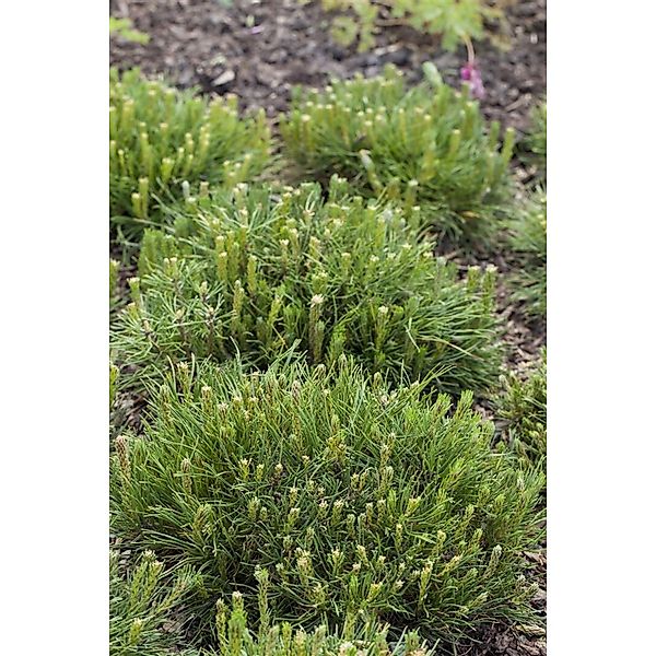 Pinus Mugo Mughus Bergkiefer 80–100 cm günstig online kaufen
