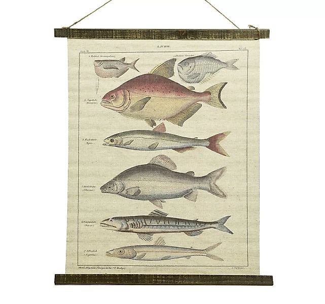 Schulwandkarte Wandbild Fische Lachse Biologie Nostalgie Leinwand 72x60cm günstig online kaufen
