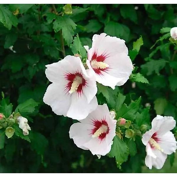Garteneibisch Helen 80-100cm - Hibiscus günstig online kaufen