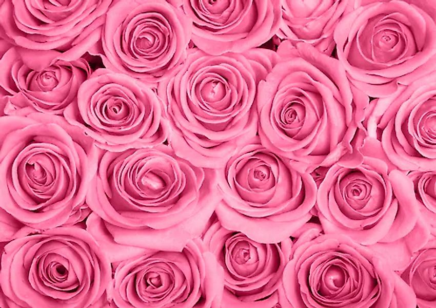 Papermoon Fototapete »Pink Roses« glatt günstig online kaufen