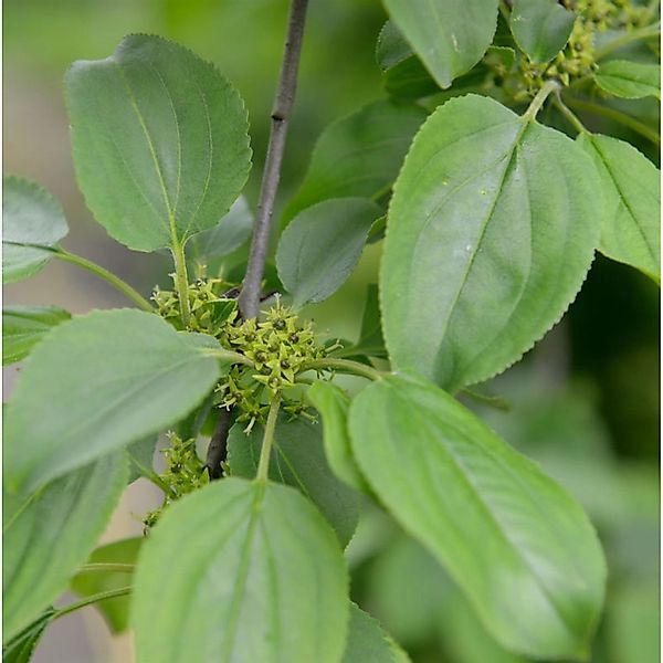 Purgier-Kreuzdorn 125-150cm - Rhamnus cathaticus günstig online kaufen