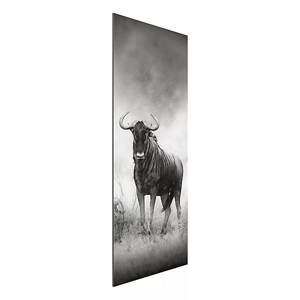 Alu-Dibond Bild Schwarz-Weiß - Hochformat Schmal Staring Wildebeest günstig online kaufen