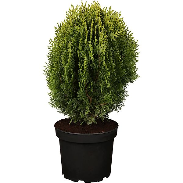 OBI Zwerglebensbaum Aurea Nana Gelb Höhe ca. 10 - 20 cm Topf ca. 2, Thuja günstig online kaufen