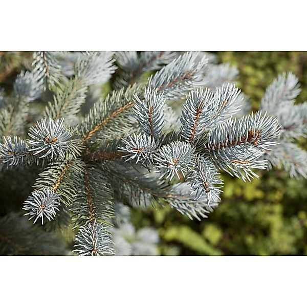 Picea Pungens Blue Mountain Blaufichte 200–225 cm günstig online kaufen