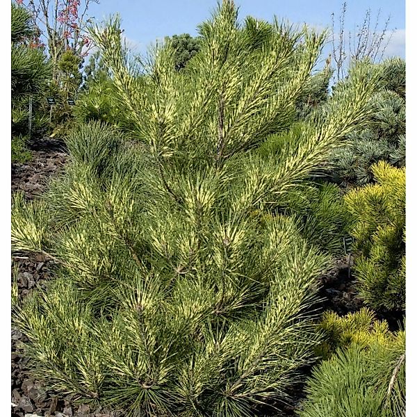 Japanische Rotkiefer Oculus Draconis 50-60cm - Pinus densiflora günstig online kaufen