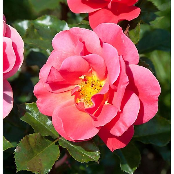 Floribundarose Melusina 30-60cm günstig online kaufen