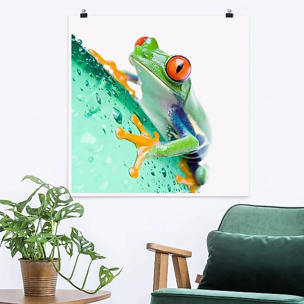 Poster Tiere - Quadrat Frog günstig online kaufen