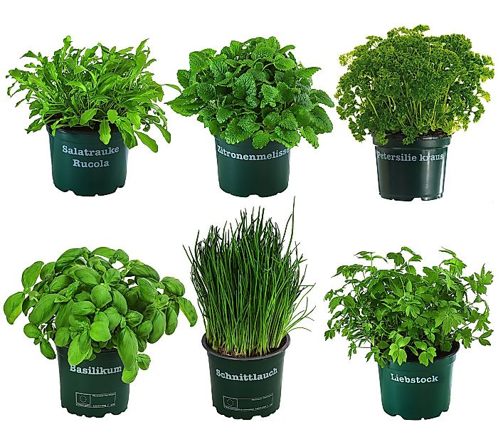 Dehner Gewürzkraut Kräuter-Set, Küchenkräuter, 6 Stück, je ca. 15 cm günstig online kaufen