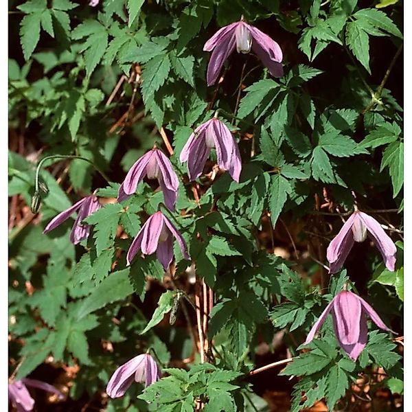 Waldrebe Propertius 60-80cm - Clematis koreana günstig online kaufen