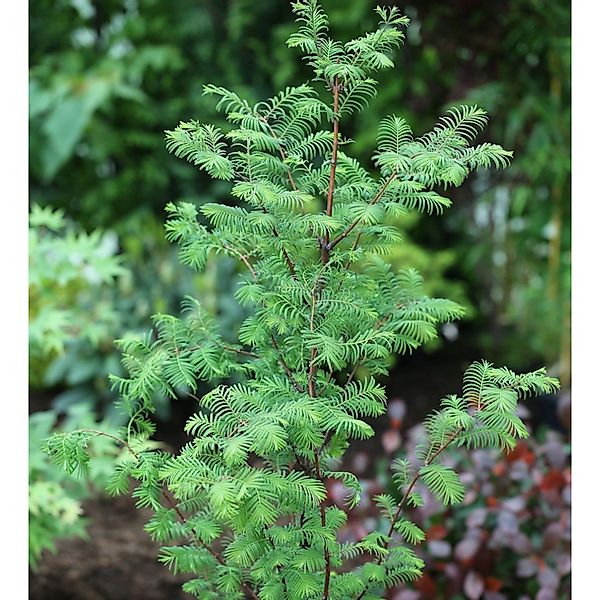 Urweltmammutbaum Chinesisches Rotholz 80-100cm - Metasequoia glyptostroboid günstig online kaufen