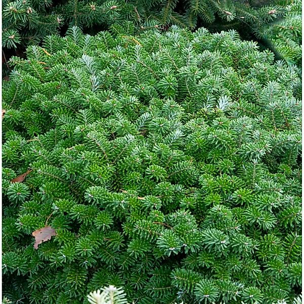 Flache blaue Zwerg Koreatanne Tannja 30-40cm - Abies koreana günstig online kaufen