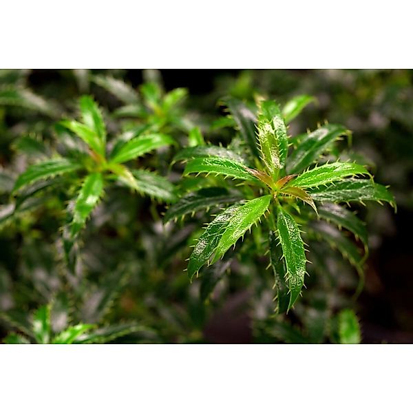 Ilex aquifolium 'Heckenzwerg' -R- 60 cm Stammhöhe günstig online kaufen