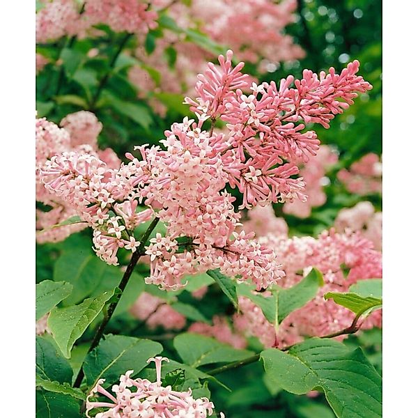 Syringa Reflexa Chinesischer Flieder 80-100 cm günstig online kaufen